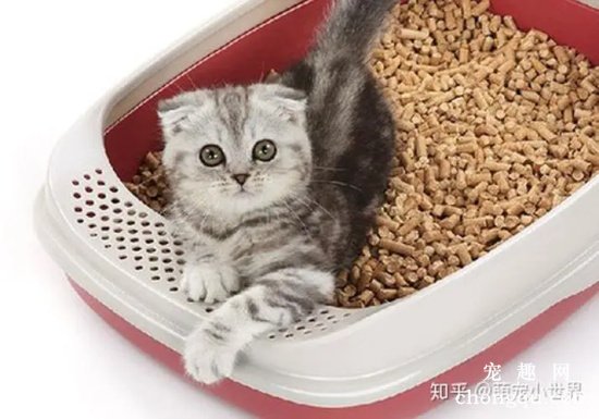 猫咪不埋便便的原因和办法