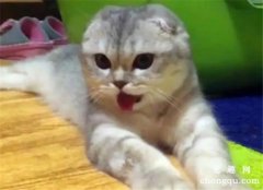 <b>猫咪能吃辣吗？猫咪能尝出辣味吗？</b>