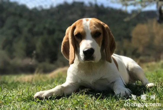 比格犬不同年龄所需营养不同