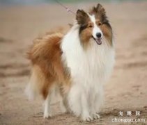 <b>苏格兰牧羊犬选购要点</b>