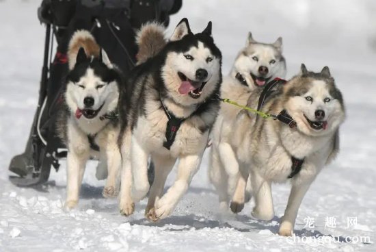 想养雪撬犬前必看的几点注意事项