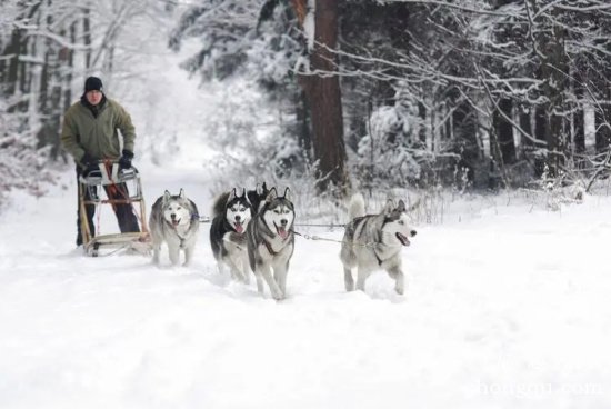 想养雪撬犬前必看的几点注意事项