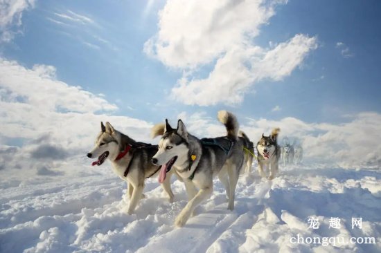 想养雪撬犬前必看的几点注意事项