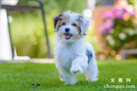 新幼犬到家后如何适应新环境