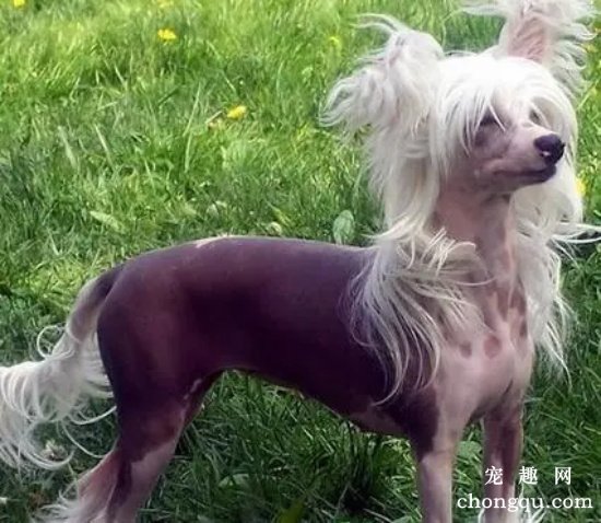 冠毛犬怎么做美容？