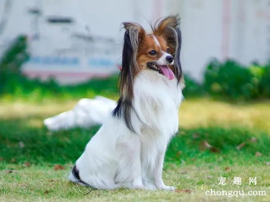 蝴蝶犬怕冷该怎么办
