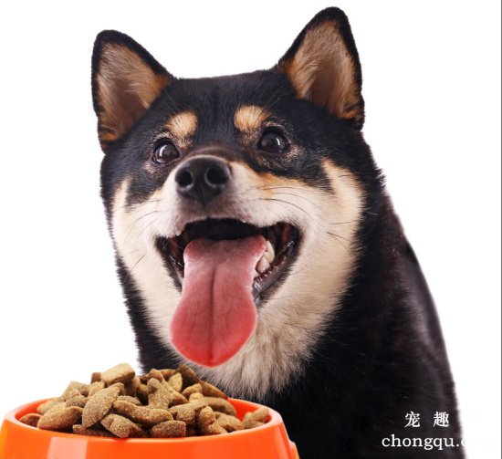 如何为爱犬挑选优质的食物
