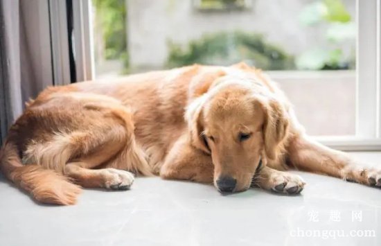 老龄宠物犬的护理方法