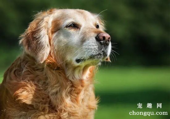 老龄宠物犬的护理方法