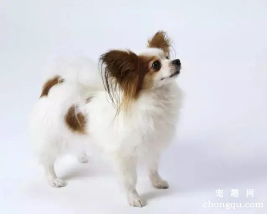 蝴蝶犬的牙齿要怎么护理