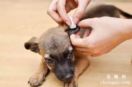 狗狗的耳垢及耳毛清理办法