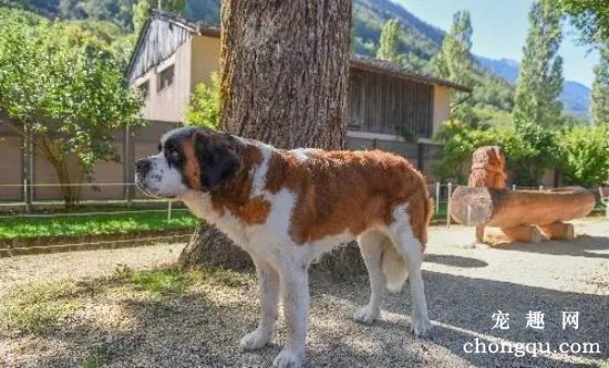 圣伯纳犬可以吃的果类