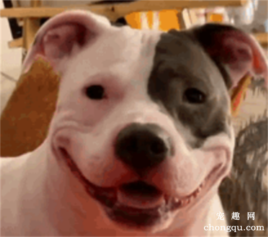 <b>狗狗每次看到主人都会笑，太暖了</b>