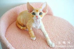 跳蚤众多，猫体外驱虫怎么做？
