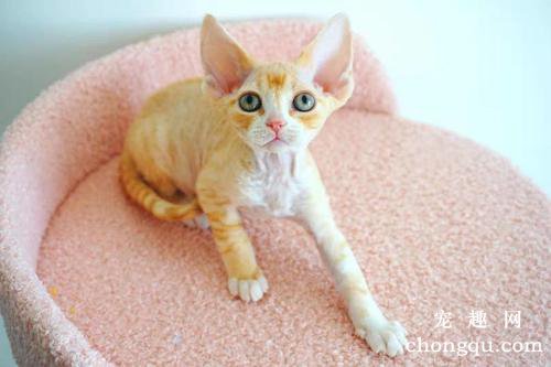 跳蚤众多，猫体外驱虫怎么做？