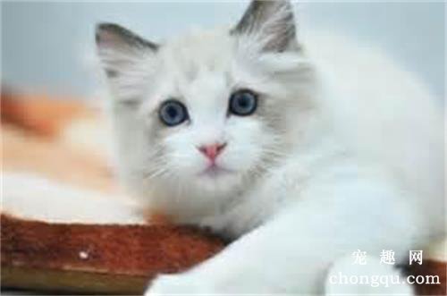 跳蚤众多，猫体外驱虫怎么做？
