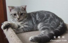 猫咪换粮的时候就软便呕吐是什么原因？