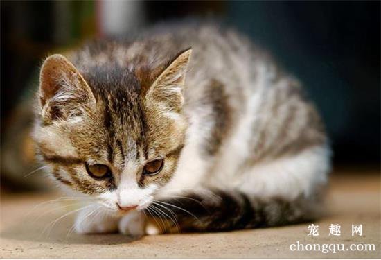 猫咪耳螨的症状和治疗方法
