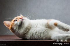 <b>母猫多大会发情(八个月左右)</b>