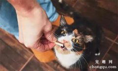 <b>猫体外驱虫怎么做(猫咪体外驱虫的正确方法图解)</b>