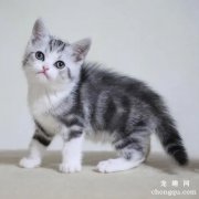 猫咪打喷嚏吃什么药