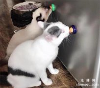 <b>猫能吃糖吗?猫可以吃猫糖吗</b>