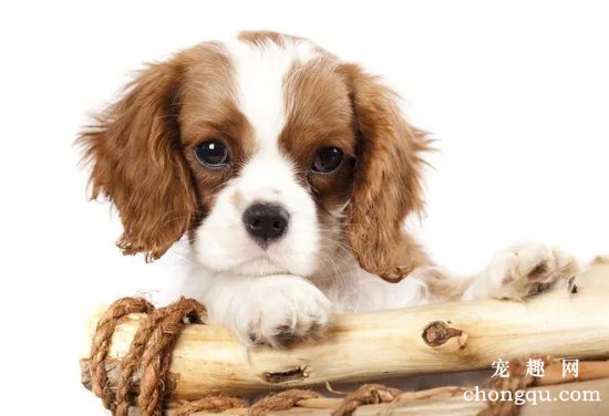 选购幼犬需要注意的事