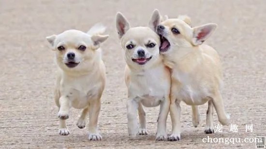 选购幼犬需要注意的事