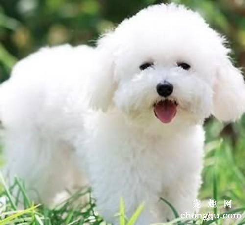 狗狗泪痕严重怎么办