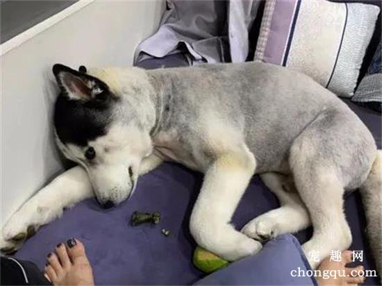 网友给哈士奇剪了个毛，结果狗子居然抑郁了，哭笑不得！