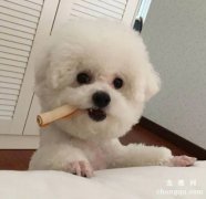 比熊犬幼犬怎么喂养,比熊怎么美毛