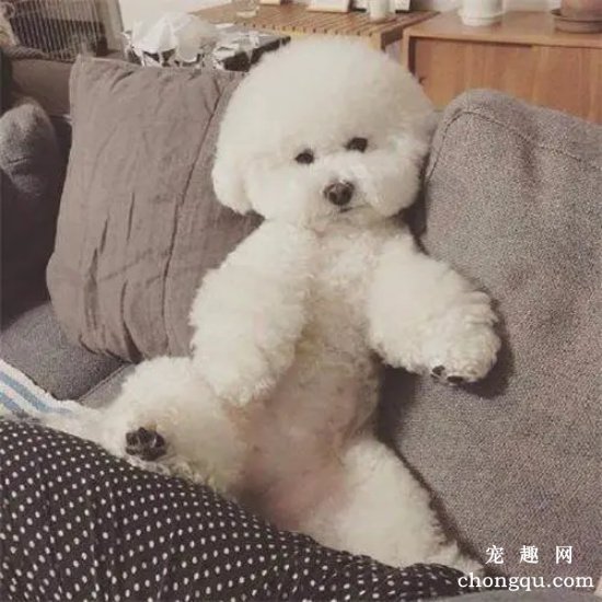 比熊犬幼犬怎么喂养,比熊怎么美毛