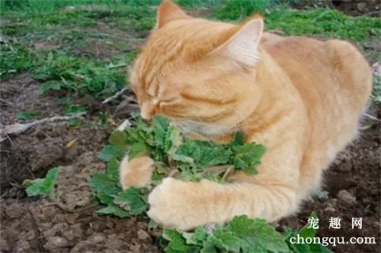 猫草和猫薄荷有什么区别