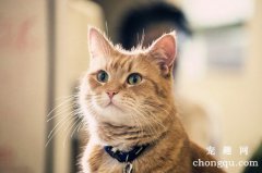 <b>春季处理猫咪掉毛的办法</b>
