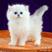 猫咪多大断奶最合适