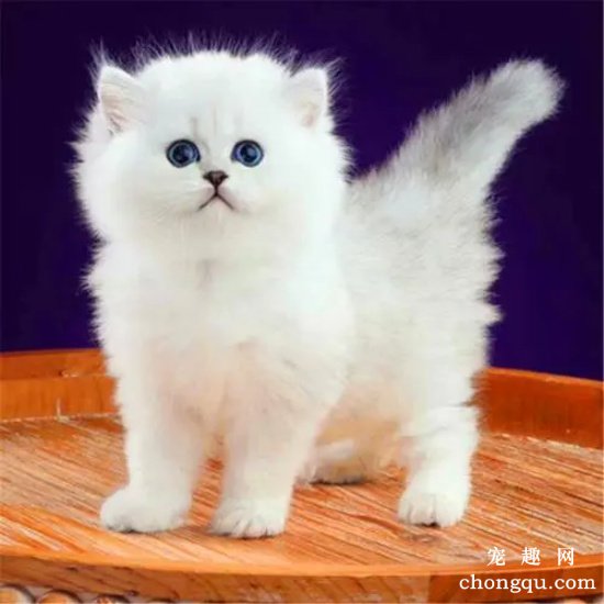 猫咪多大断奶最合适