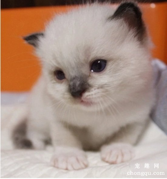新手养猫需求预备什么