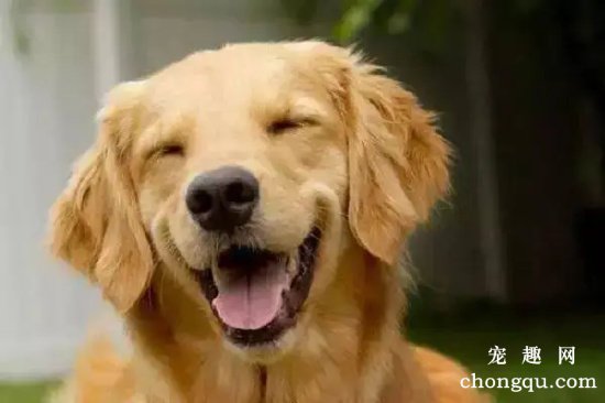 怎样训练狗呲牙微笑
