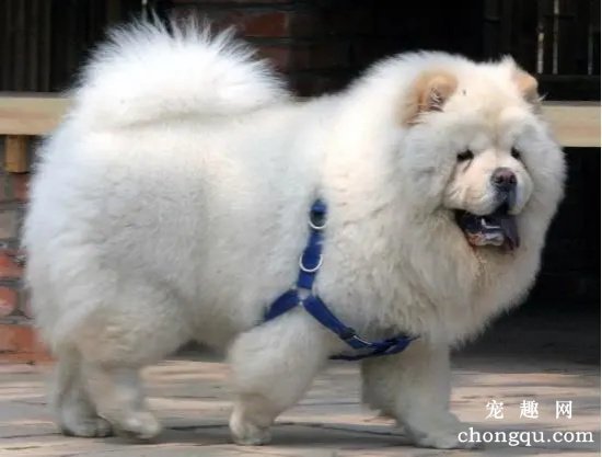 松狮犬的日常饲养技巧