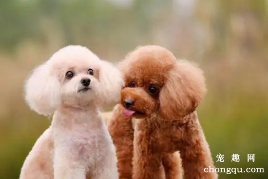 贵宾犬经常吃软食容易有牙结石