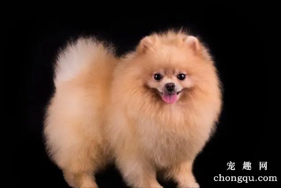 博美犬什么时候开始换毛