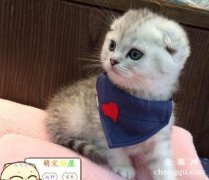 猫咪能够吃榴莲吗