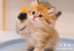 猫能不能吃蛋糕