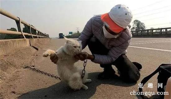怀孕白猫被人栓在桥上暴晒，被弃原因令人愤怒！