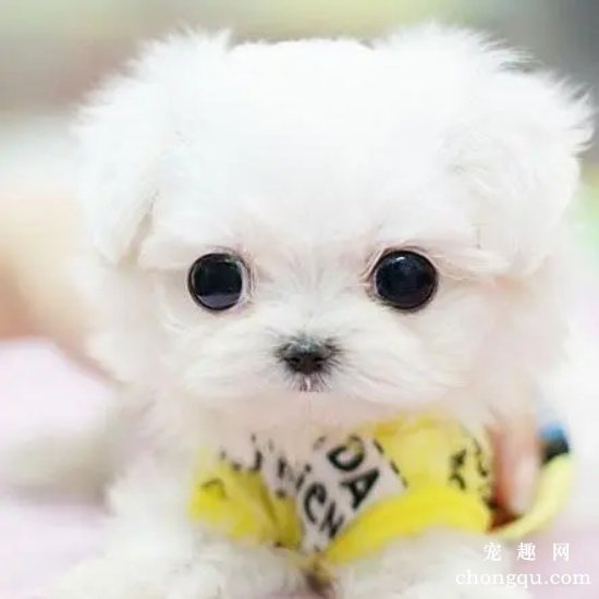 茶杯犬怎么样好养吗
