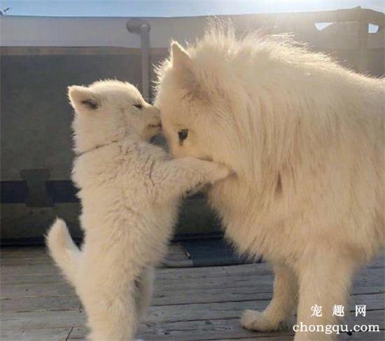 心丝虫怎么预防？犬心保细节控