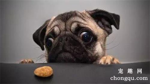 短毛犬有哪些品种
