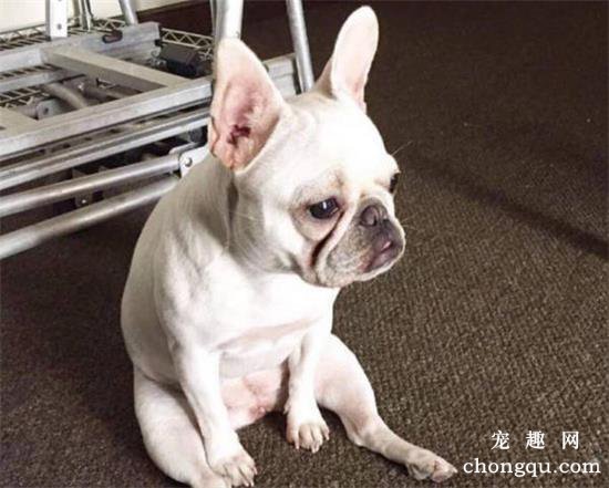 法牛犬好养吗？法斗犬怎么训练