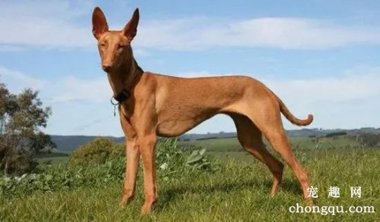 如何选购法老王猎犬