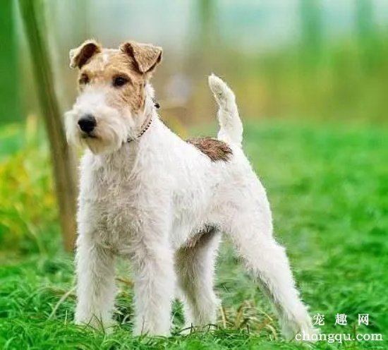 刚毛猎狐梗为什么很少有人养